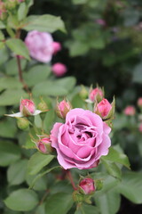 Roses blooming in Japan