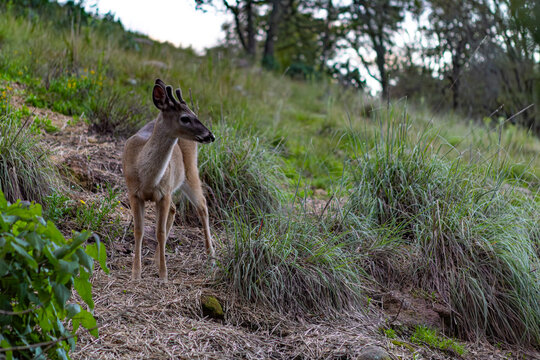 Venado al alba, en una vereda en el bosque Amealco de Bonfil, Quer&eacute;taro