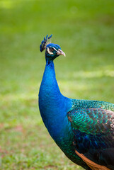 Obraz premium Portrait of a male peacock showing its blue head and neck and fancy crest feathers