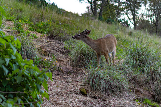 Venado al alba, en una vereda en el bosque Amealco de Bonfil, Quer&eacute;taro