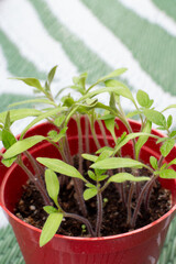 Green Shoots Emerging in Garden Pot