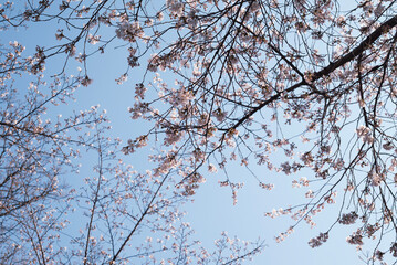 cherry blossom in spring
