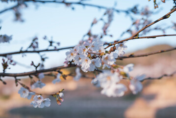 cherry blossom in spring