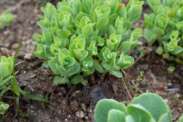 green plant in the garden