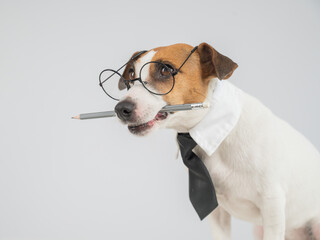 Business dog jack russell terrier holds pencil in mouth. 