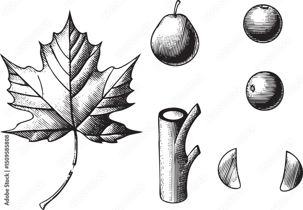 Poster detailed black and white features a maple leaf an a pear and a tree branch.