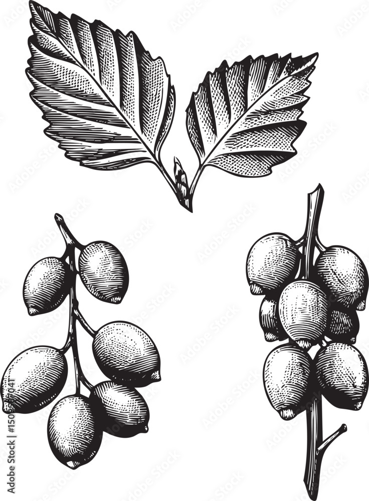 Poster branch displays clusters of dark berries and a single leaf.