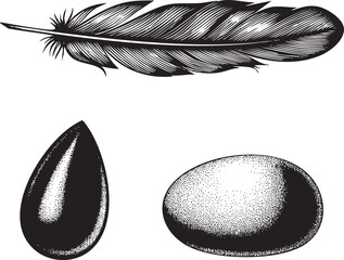black feather rests beside two oval seeds creating a study in contrasting textures.