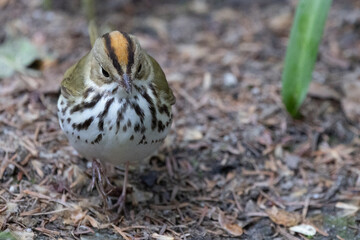 Ovenbird on ground