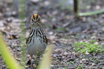 Ovenbird stretching to look