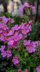close up of pink geranium flowers blooming in a garden setting