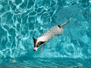 High angle view of a small dog swimming in outdoor swimming pool