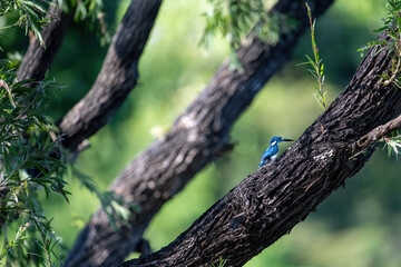 kingfisher on a tree