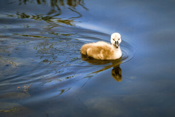 A closeup shot of a mute swan cygnet swimming on the lake, spring  time, new life