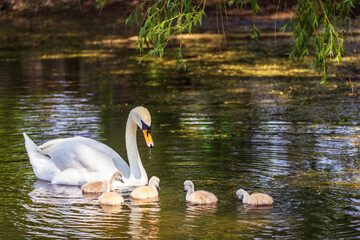 A closeup shot of an elegant white swan and its babies swimming in the pond