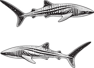 Fototapeta premium Two stylized sharks are depicted in a detailed black and white engraving.