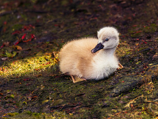 baby swan basks on the ground in the rays of the setting sun