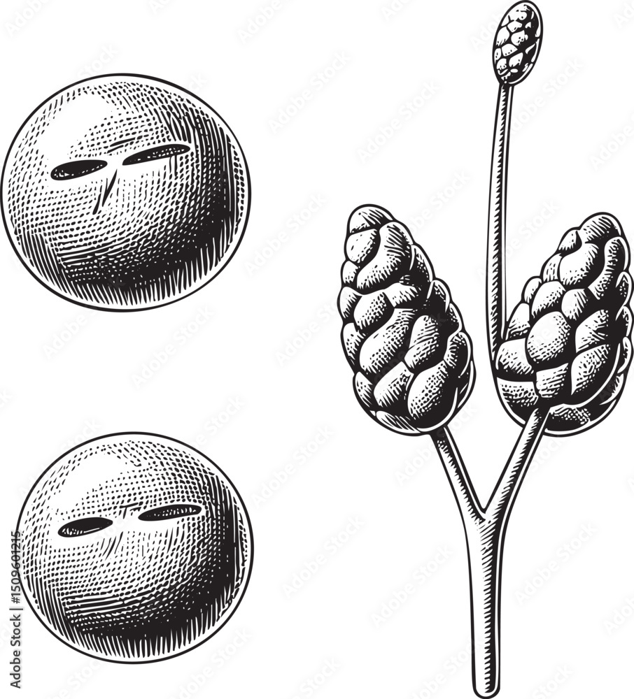 Poster three monochrome spheres rest on a stem with developing seed pods.