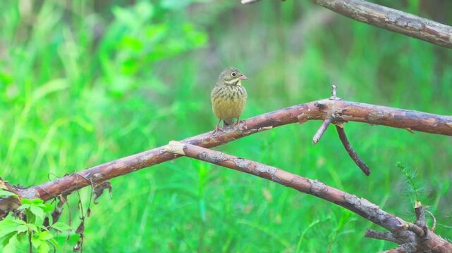 A close-up of an Ortolan Bunting (Emberiza hortulana). The bird sits on a branch against a green blurred background of grass. Slow motion.