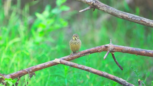 A close-up of an Ortolan Bunting (Emberiza hortulana). The bird sits on a branch against a green blurred background of grass. Slow motion.