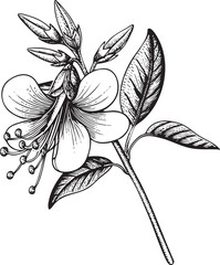 detailed black and white sketch of a vibrant fuchsia flower with delicate petals and long stamens.