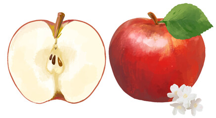 水彩で描いたりんご 断面図 apple