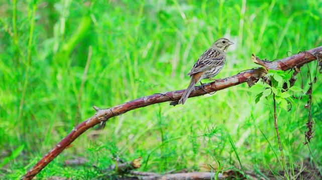 Yellowhammer (Emberiza citrinella). The bird sits on a branch against a green blurred background of grass. Slow motion.