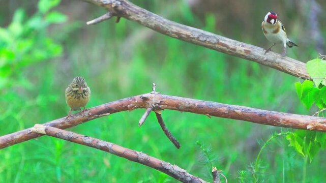 A close-up of an Ortolan Bunting (Emberiza hortulana) and Goldfinch (Carduelis carduelis).  The birds sit on a branch against a blurred green background of grass. Slow motion.