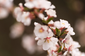 Cherry blossom in springtime, macro photo with shallow depth of field.