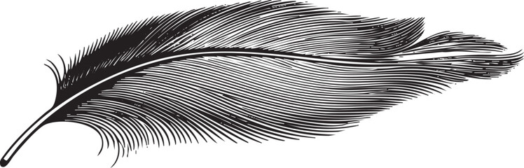 single elegant feather rests on a white background.