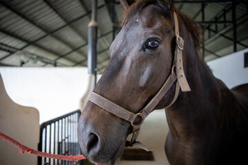 Close-Up of Brown Horse’s Eyes and Body in Stable with Training Arena in Background