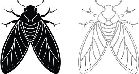 Cicada Insect Illustration in Black and White Outline Style Isolated on White