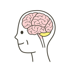 高齢者の脳の部分の分かりやすいイラスト
