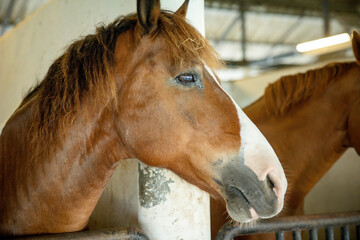 Close-Up of Brown Horse’s Eyes and Body in Stable with Training Arena in Background