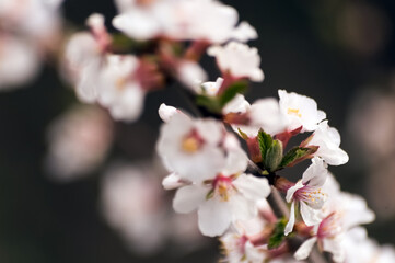 Cherry blossom in springtime, macro photo with shallow depth of field
