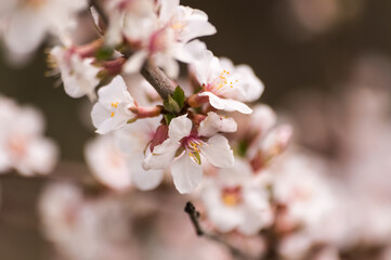 Cherry blossom in springtime, macro photo with shallow depth of field.
