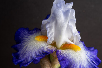 Close up of White and Blue Iris Flower