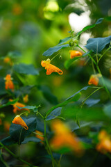 Blooming Jewelweed in Setting Late Summer Sun