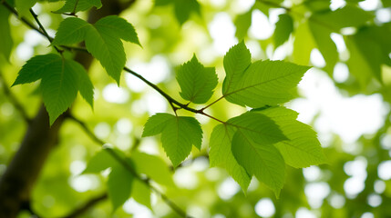 Obraz premium green leaves of elm tree close up