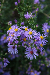 Blooming Purple and Yellow Aster in Morning Sun
