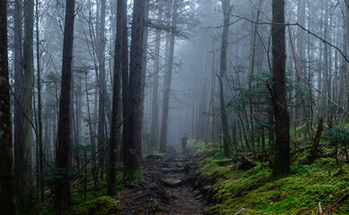 Misty Mountain Trail in Smoky Mountain National Park