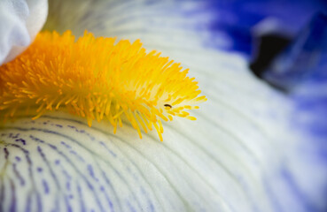 White and Blue and Yellow Iris Flower