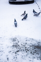 Flock of Pigeons in Snow on City Street