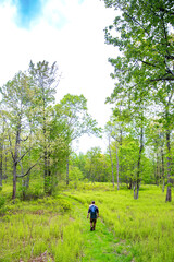 Father with Baby in Backpack Walking Down Forest Clearing Trail
