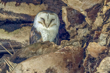 Close-up portrait of a sleepy Eastern Barn Owl (Tyto javanica) roosting on a palm tree. The typical white heart shaped facial disc making it one of the  most beautiful owls.