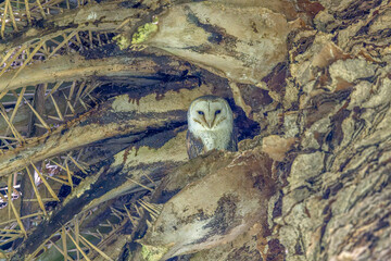 An Eastern Barn Owl (Tyto javanica) roosting on a palm tree. The typical white heart shaped facial disc making it one of the  most beautiful owls in Australia. This is a cosmopolitan owl.