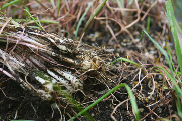harvesting of chinese onion, kitchen garden
