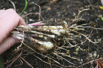 harvesting of chinese onion, kitchen garden