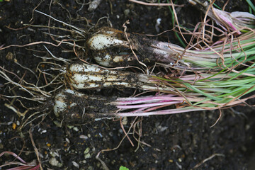 harvesting of chinese onion, kitchen garden