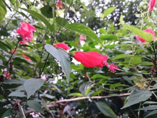 Hibiscus rosa-sinensis. This is a tropical evergreen plant with pink flowers and green leaves during the sunny day.